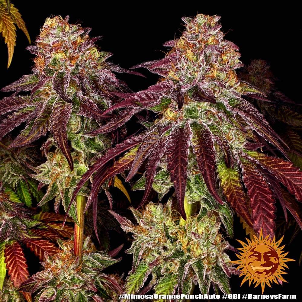 Mimosa x Orange Punch Auto Cannabis Seeds by Barneys Farm Mimosa x Orange Punch Auto Cannabis Seeds by Barneys Farm