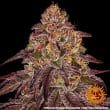 Mimosa x Orange Punch Auto Cannabis Seeds by Barneys Farm