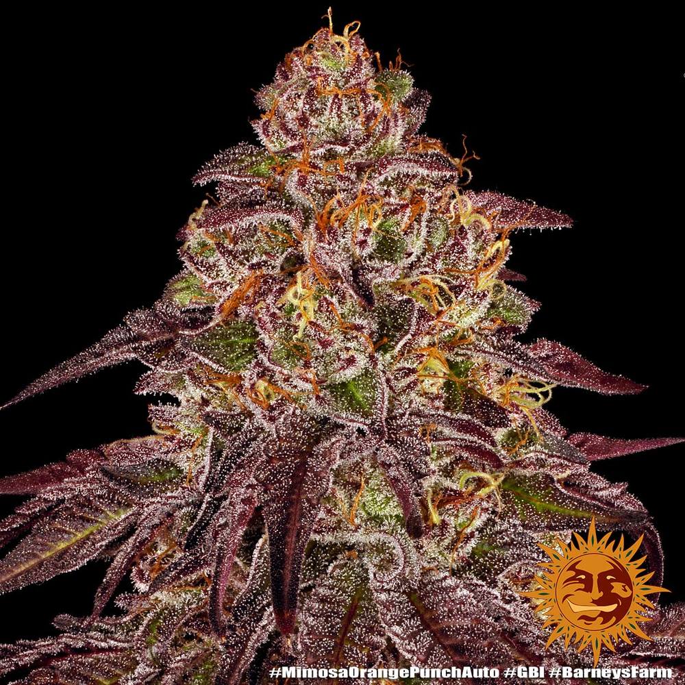 Mimosa x Orange Punch Auto Cannabis Seeds by Barneys Farm Mimosa x Orange Punch Auto Cannabis Seeds by Barneys Farm