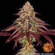 Mimosa x Orange Punch Auto Cannabis Seeds by Barneys Farm
