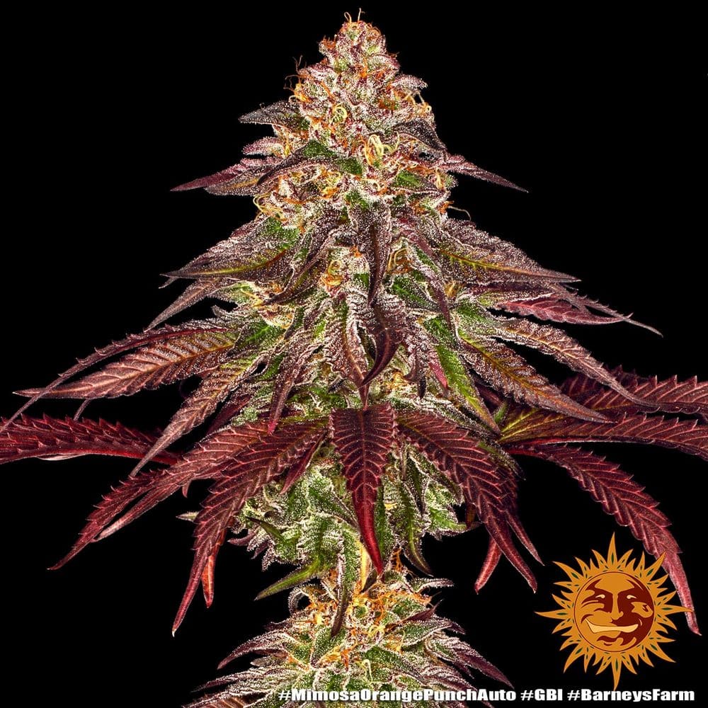 Mimosa x Orange Punch Auto Cannabis Seeds by Barneys Farm Mimosa x Orange Punch Auto Cannabis Seeds by Barneys Farm