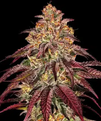 Mimosa x Orange Punch Auto Cannabis Seeds by Barneys Farm