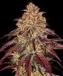 Mimosa x Orange Punch Auto Cannabis Seeds by Barneys Farm
