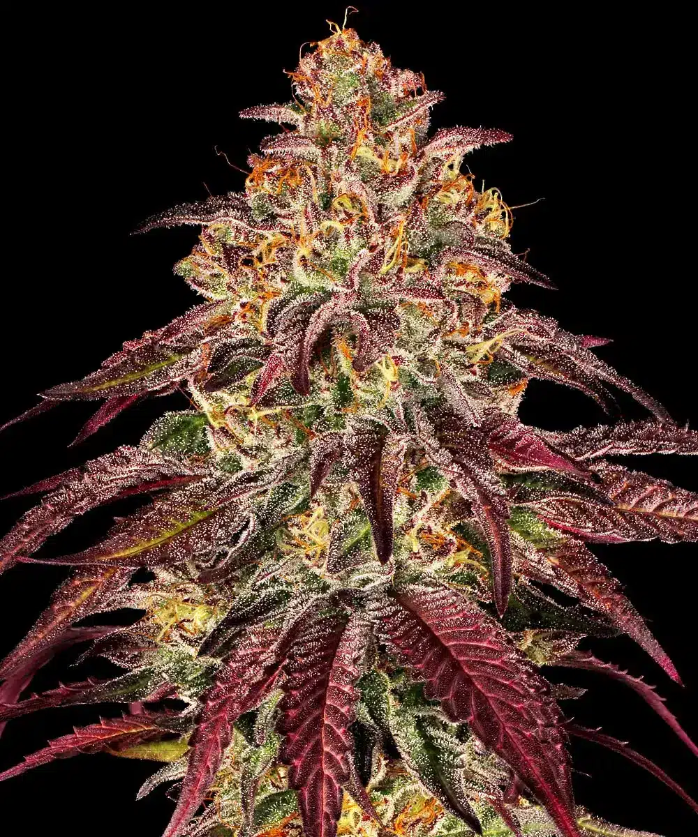 Mimosa x Orange Punch Auto Cannabis Seeds by Barneys Farm Mimosa x Orange Punch Auto Cannabis Seeds by Barneys Farm