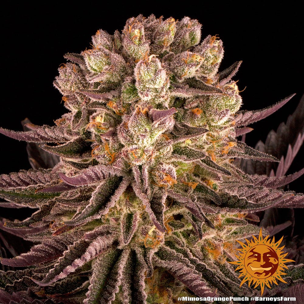 Mimosa x Orange Punch Feminized Cannabis Seeds by Barneys Farm Mimosa x Orange Punch Feminized Cannabis Seeds by Barneys Farm