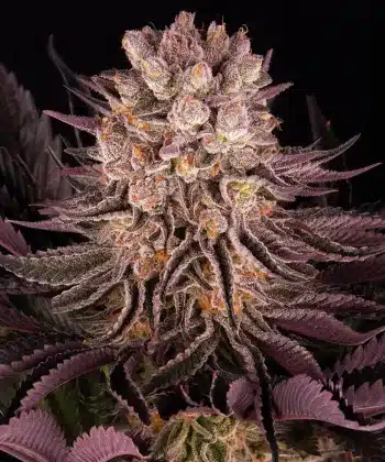 Mimosa x Orange Punch Feminized Cannabis Seeds by Barneys Farm