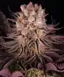 Mimosa x Orange Punch Feminized Cannabis Seeds by Barneys Farm