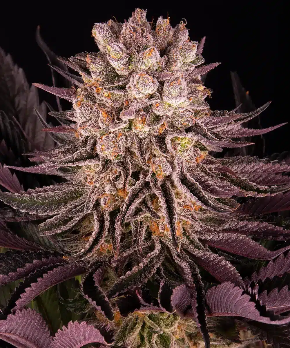 Mimosa x Orange Punch Feminized Cannabis Seeds by Barneys Farm Mimosa x Orange Punch Feminized Cannabis Seeds by Barneys Farm
