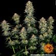 Moby Dick Auto Cannabis Seeds by Barneys Farm