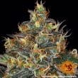 Moby Dick Auto Cannabis Seeds by Barneys Farm