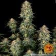 Moby Dick Auto Cannabis Seeds by Barneys Farm