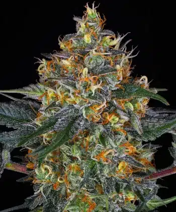 Moby Dick Auto Cannabis Seeds by Barneys Farm