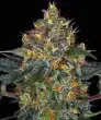 Moby Dick Auto Cannabis Seeds by Barneys Farm