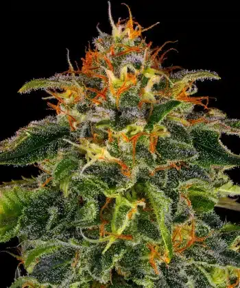 Moby Dick Feminized Cannabis Seeds by Barneys Farm