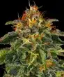 Moby Dick Feminized Cannabis Seeds by Barneys Farm