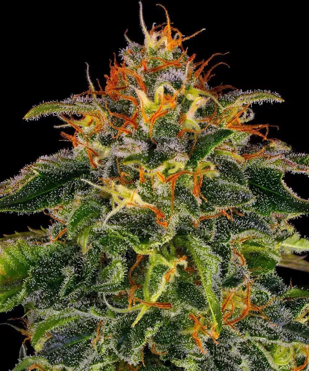 Moby Dick Feminized Cannabis Seeds by Barneys Farm Moby Dick Feminized Cannabis Seeds by Barneys Farm
