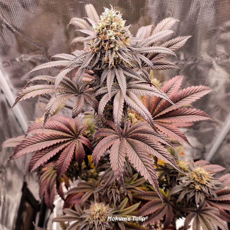 Mokum's Tulip Feminized by Dutch Passion Seeds Mokum's Tulip Feminized by Dutch Passion Seeds