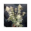 Mokum’s Tulip Feminized Cannabis Seeds by Dutch Passion Seeds