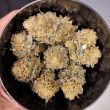 Mokum’s Tulip Feminized Cannabis Seeds by Dutch Passion Seeds