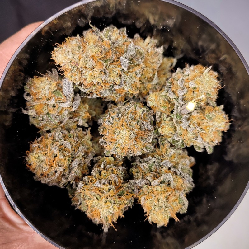 Mokum's Tulip Feminized by Dutch Passion Seeds Mokum's Tulip Feminized by Dutch Passion Seeds