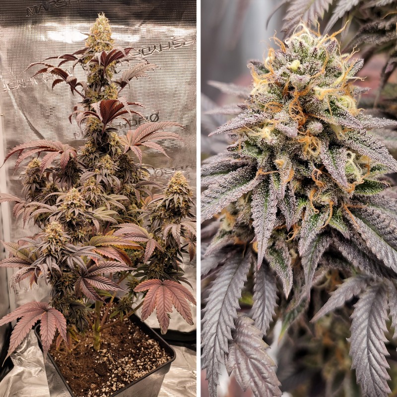 Mokum's Tulip Feminized by Dutch Passion Seeds Mokum's Tulip Feminized by Dutch Passion Seeds