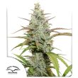 Mokum's Tulip Feminized Cannabis Seeds by Dutch Passion Seeds