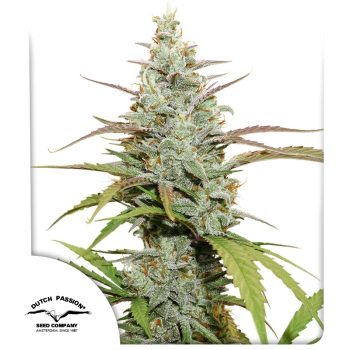 Mokum's Tulip Feminized Cannabis Seeds by Dutch Passion Seeds