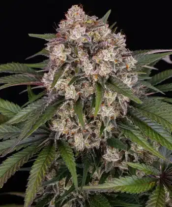 OG Kush Auto Cannabis Seeds by Barneys Farm