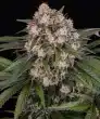 OG Kush Auto Cannabis Seeds by Barneys Farm