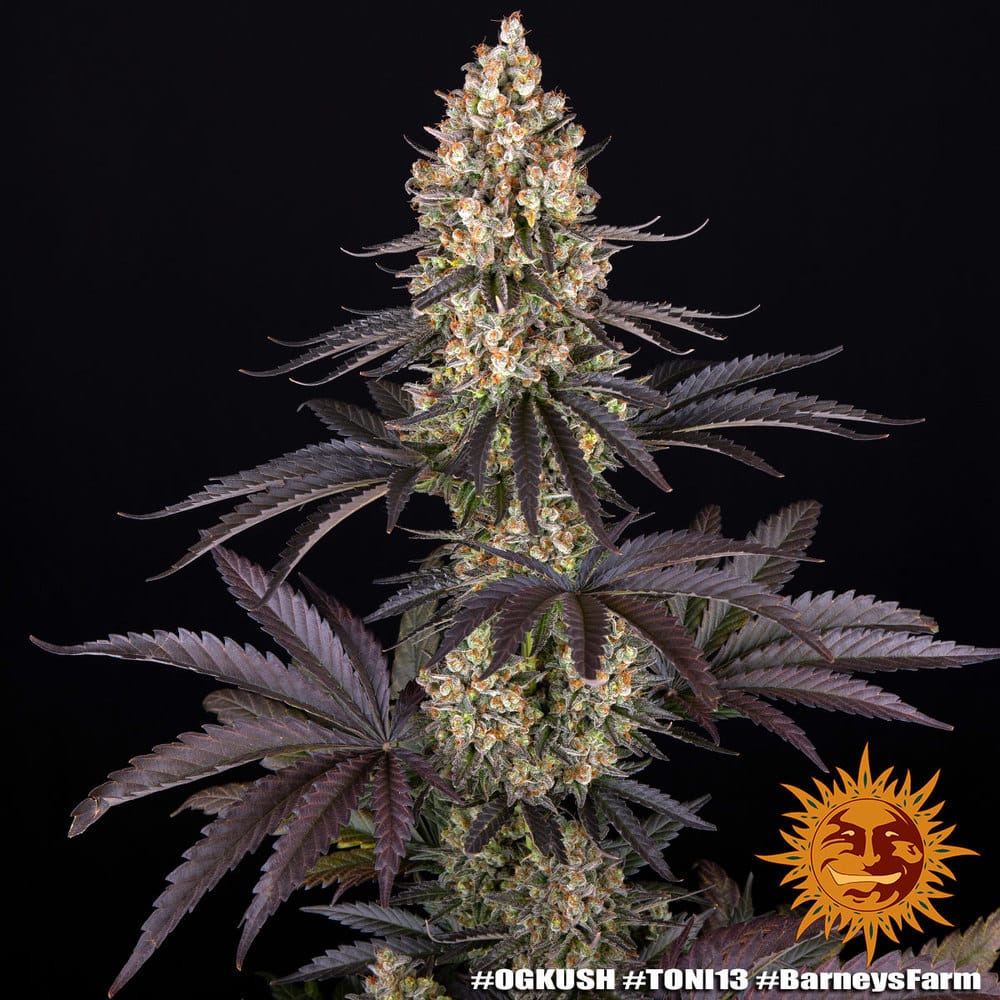 OG Kush Feminized Cannabis Seeds by Barneys Farm OG Kush Feminized Cannabis Seeds by Barneys Farm