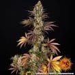 OG Kush Feminized Cannabis Seeds by Barneys Farm