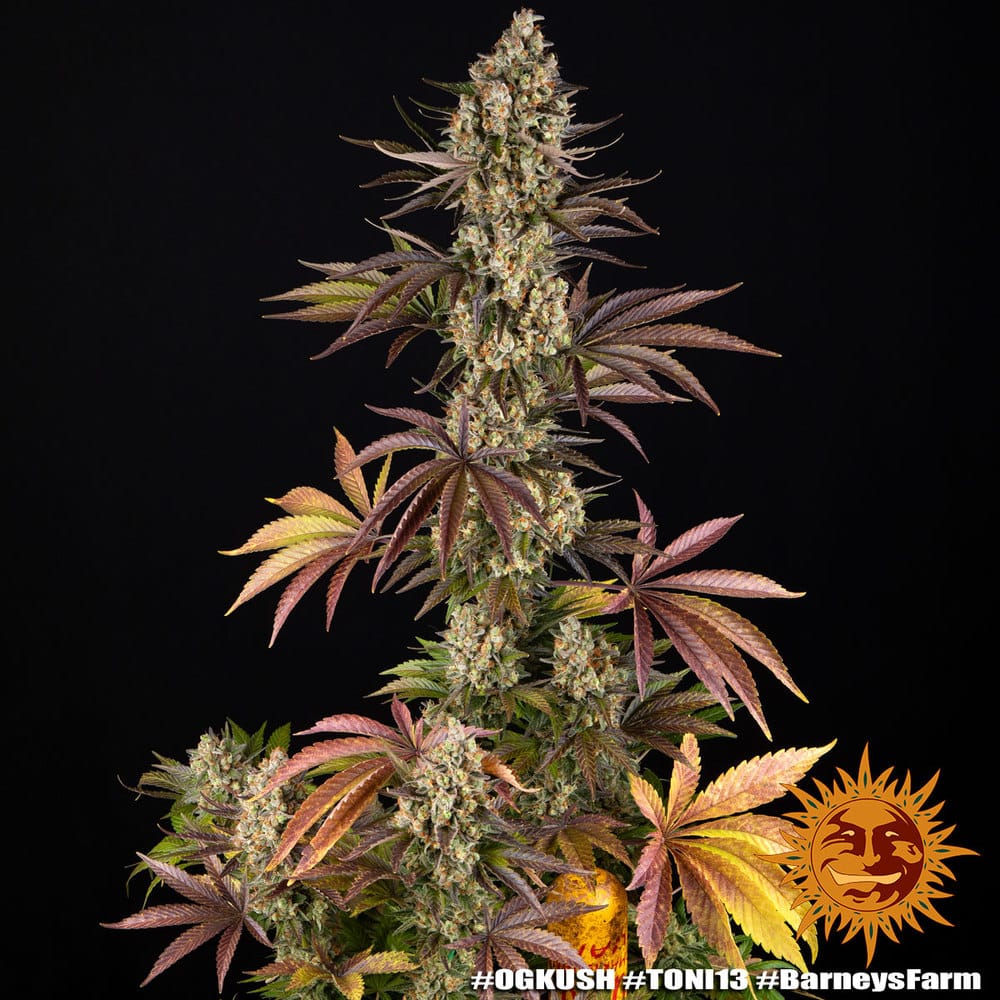 OG Kush Feminized Cannabis Seeds by Barneys Farm OG Kush Feminized Cannabis Seeds by Barneys Farm