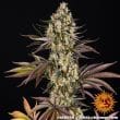 OG Kush Feminized Cannabis Seeds by Barneys Farm