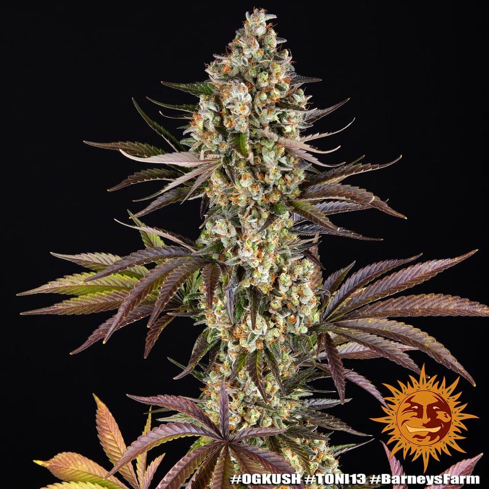 OG Kush Feminized Cannabis Seeds by Barneys Farm OG Kush Feminized Cannabis Seeds by Barneys Farm