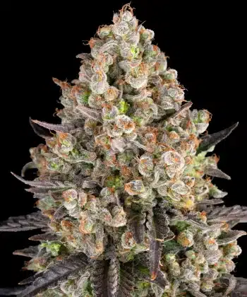 OG Kush Feminized Cannabis Seeds by Barneys Farm