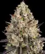 OG Kush Feminized Cannabis Seeds by Barneys Farm
