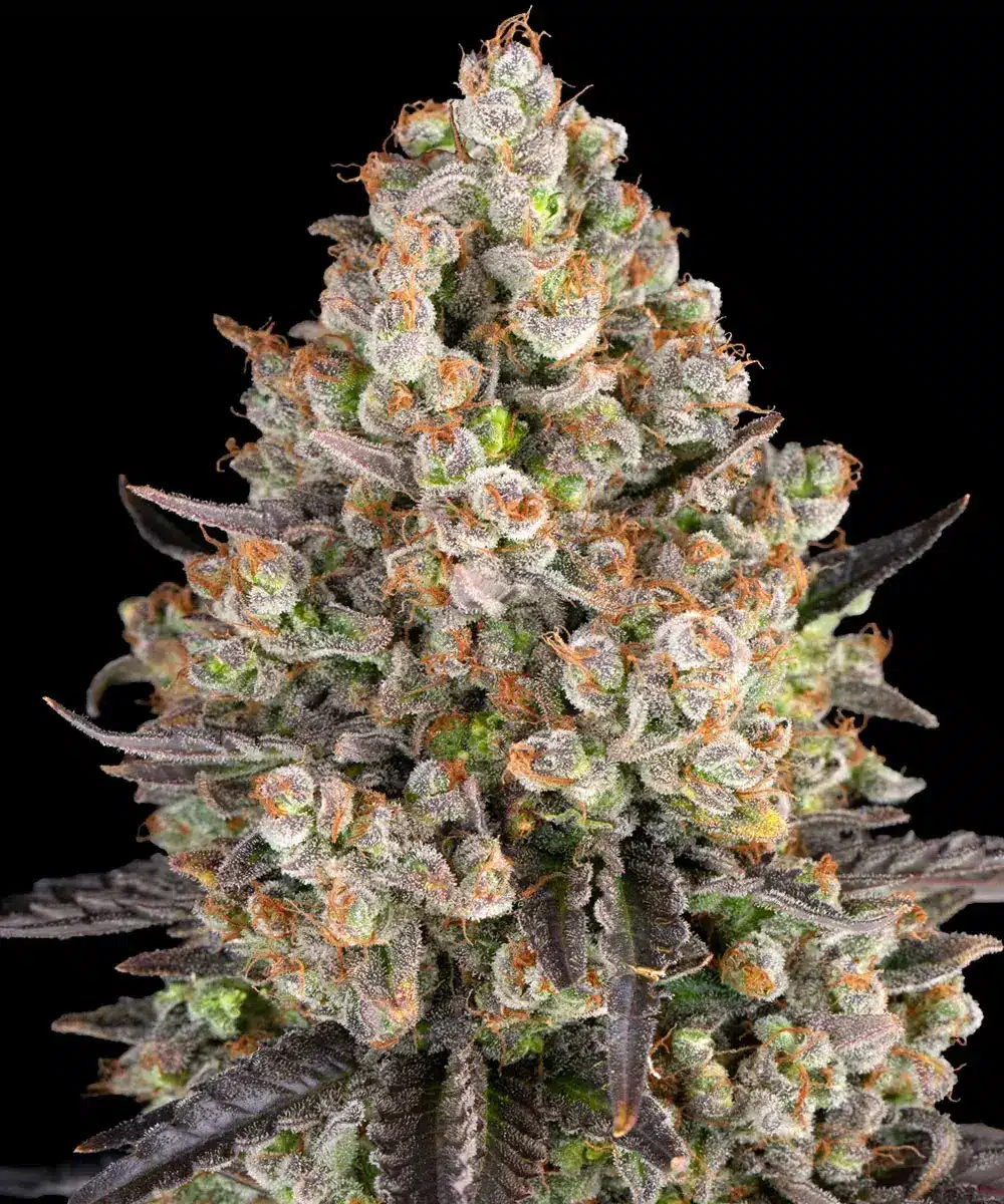 OG Kush Feminized Cannabis Seeds by Barneys Farm OG Kush Feminized Cannabis Seeds by Barneys Farm