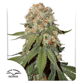 Orange Bud Regular by Dutch Passion Seeds