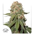 Orange Bud Feminized by Dutch Passion Seeds