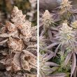 DP Orange Bud 20 Feminized Cannabis Seeds by Dutch Passion Seeds
