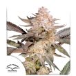 DP Orange Bud 20 Feminized Cannabis Seeds by Dutch Passion Seeds