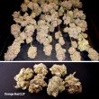 DP Orange Bud 20 Feminized Cannabis Seeds by Dutch Passion Seeds