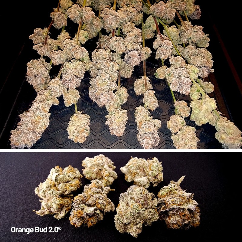 Orange Bud 20 Feminized by Dutch Passion Seeds Orange Bud 20 Feminized by Dutch Passion Seeds