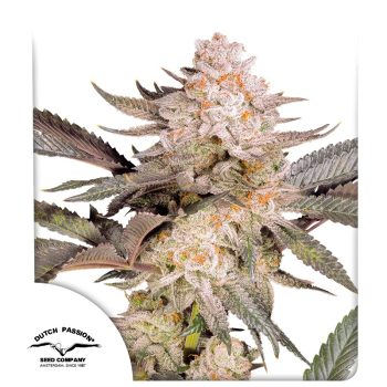 DP Orange Bud 20 Feminized Cannabis Seeds by Dutch Passion Seeds