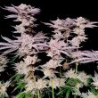 DP Orange Bud 20 Feminized Cannabis Seeds by Dutch Passion Seeds