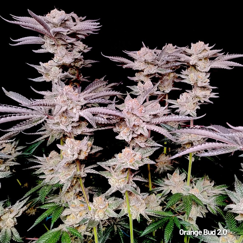 Orange Bud 20 Feminized by Dutch Passion Seeds Orange Bud 20 Feminized by Dutch Passion Seeds