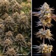 DP Orange Bud 20 Feminized Cannabis Seeds by Dutch Passion Seeds