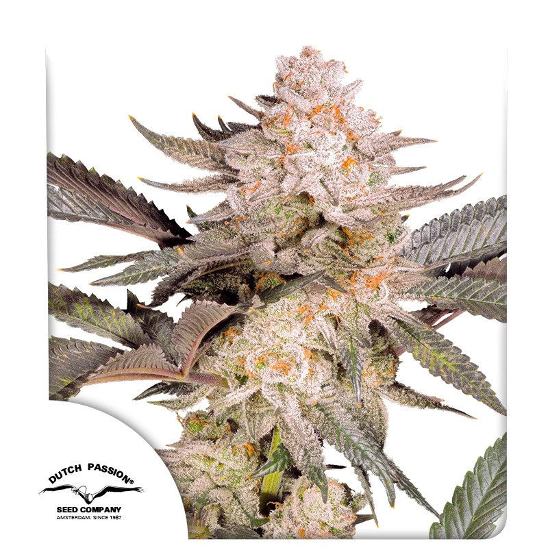 DP Orange Bud 20 Feminized Cannabis Seeds by Dutch Passion Seeds DP Orange Bud 20 Feminized Cannabis Seeds by Dutch Passion Seeds