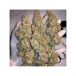 Orange Hill Special Feminized Cannabis Seeds by Dutch Passion Seeds