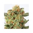 Orange Hill Special Feminized Cannabis Seeds by Dutch Passion Seeds